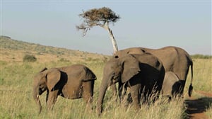 Camping Serengeti a Ngorongoro Safari v Tanzanii - 8 dní