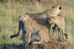 Luxusní Serengeti a Ngorongoro Safari v Tanzanii - 9 dní