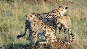 Luxusní Serengeti a Ngorongoro Safari v Tanzanii - 9 dní