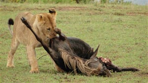 Luxusní safari v Tanzanii - 8 dní