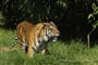 Tygr bengálský