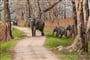 Sloni v NP Kazíranga