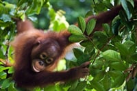Ostrov Borneo<br>na tropický ráj za orangutany