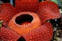 Borneo - Rafflesia