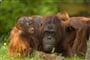 Borneo - poznávací zájezd na Borneo