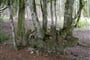 Francie - Burgundsko - NP Morvan, les s tajemstvím