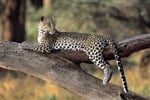 Luxusní Masai Mara Safari s pobytem u oceánu - Leopard Beach Resort 4*