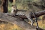 Luxusní Masai Mara Safari s pobytem u oceánu - Leopard Beach Resort 4*