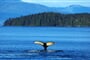 Kanada - velryby u Tadoussac