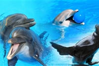 Delfinárium a ZOO Norimberk