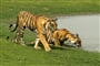 tygři v NP Ranthambore