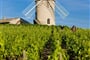 Francie - Burgundsko vinice
