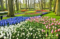 Holandsko - Země Tulipánů