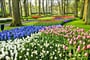 Poznávací zájezd Nizozemsko - květinový park Keukenhof