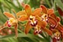 Německo - Drážďany, výstava orchideí