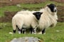 britanie-ma-dlouhou-tradici-chovu-ovci
