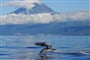 Acores-Dolphins