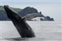 Acores-Observacao-de-Cetaceos