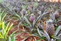 Azory- Pineapple Plantation