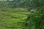 Azory-Tea plantation Chá Gorreana.JPG