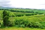 Azory-tea-plantation-Sao-Miguel-island-Cha-Gorreana