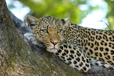 leopard-Botswana-m.jpg