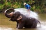 Big elephant bathing in the river and spraying himself with water, guided by their handler_shutterstock_2509386761
