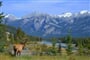 Kanada - národní park Jasper