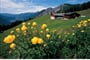 Foto - Montafon - Montafon - rozkvetlá alpská zahrada ***