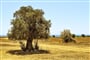 olive-tree-2486583_960_720