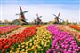 Holandsko - tulipánové pole v Zaanse Schans