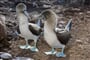 20160615_Blue-footed_Booby_Pair_508