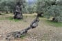 Prastaré olivovníky na Mallorce © Foto: Michaela Poborská