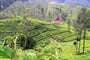 Sri Lanka - čajové plantáže v okolí Nuwara Eliya patří k nejpůvabnějším místům světa