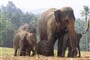 Sri Lanka - Pinnewalle - sloní školka