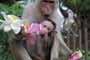 Sri Lanka - opičí rodinka