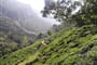Sri Lanka - čajovníky rostou i na prudkých svazích