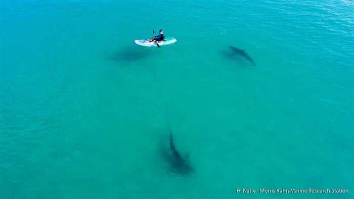 Hejno žraloků u pobřeží Chadery