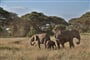 V NP Amboseli žije největší skupina slonů v divoké přírodě
