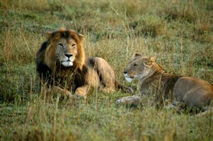 Adventure Safari v Keni - 12 dní