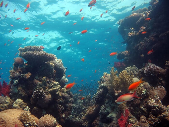 Korálový útes v Rudém moři
