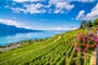 Terasovité vinice u Ženevského jezera (oblast Lausanne)
