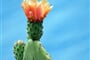 cactus-3547107_1920