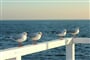 the-seagulls-630915_1920