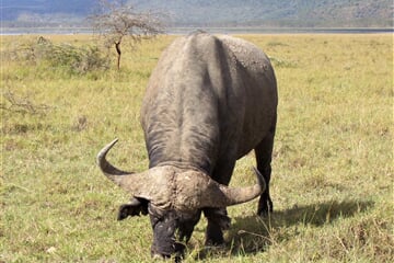 Keňa - z Nairobi do Mombasy