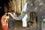Indie, Maduraj, chrámový slon
