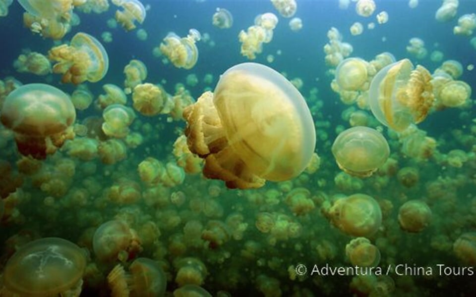 Nežahavé medúzy v Jellyfish Lake