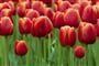 Holandsko - Keukenhof