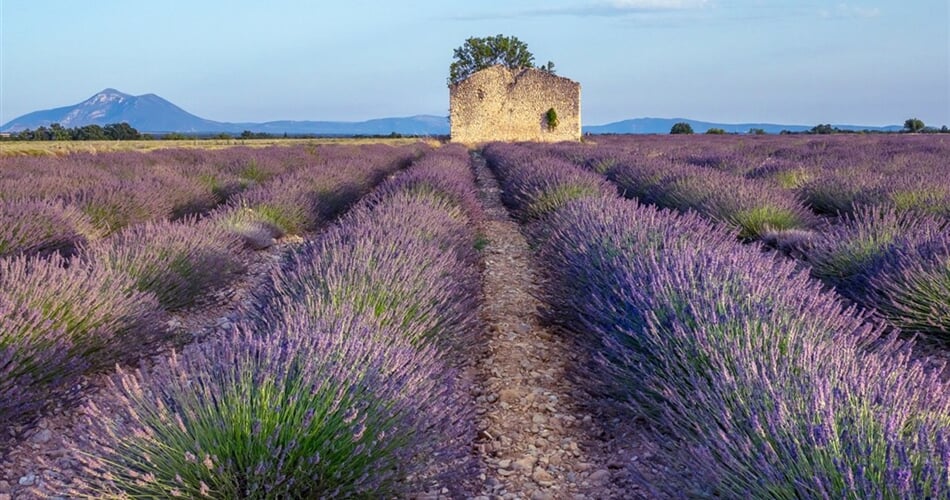 Poznávací zájezd Francie - Provence