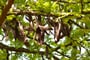 carob, tree, legumes, rohovník, svatojánský chléb